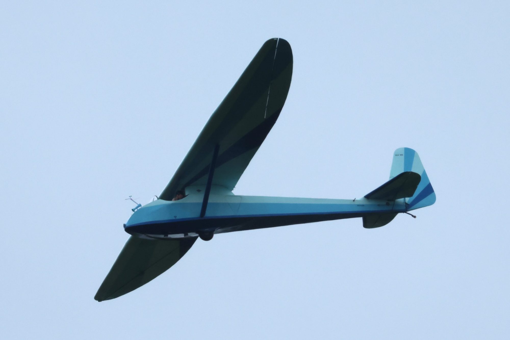 Bluebell