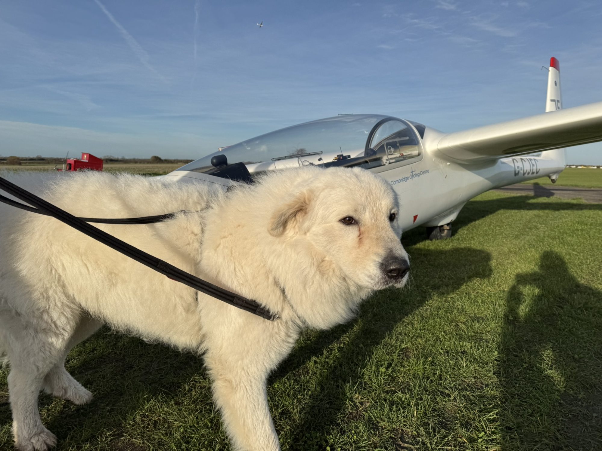 Ludo the dog