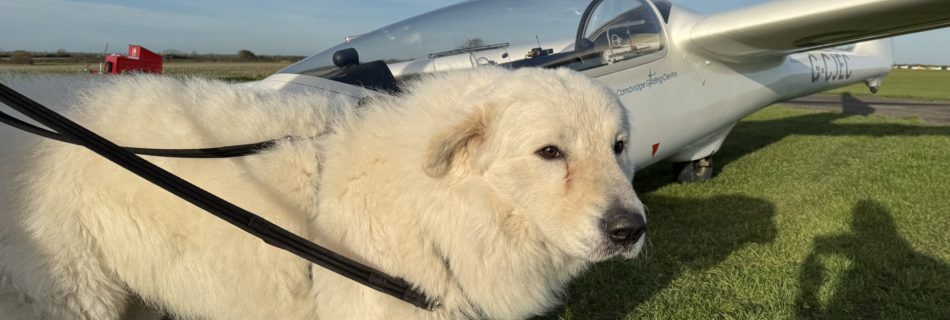 Ludo the dog