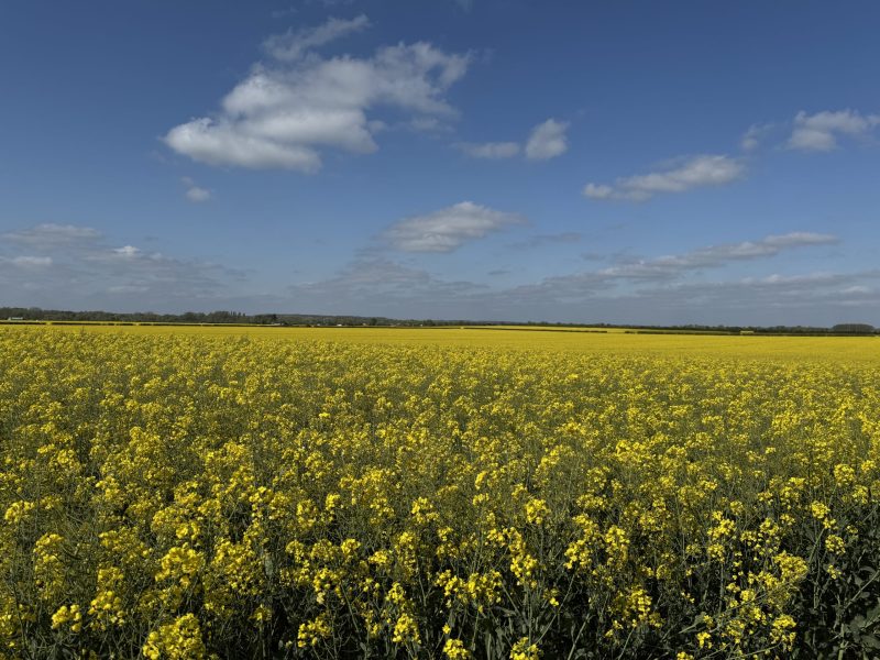 Oilseed rape